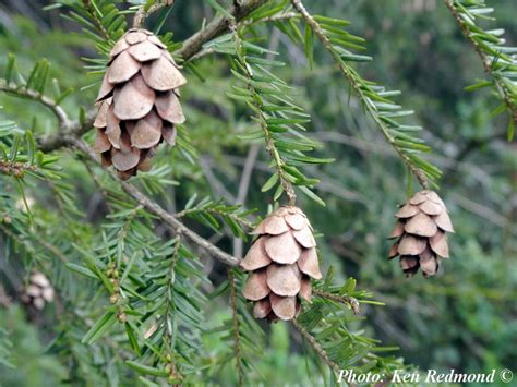 Tsuga heterophylla - Description | CG Encyclopedia