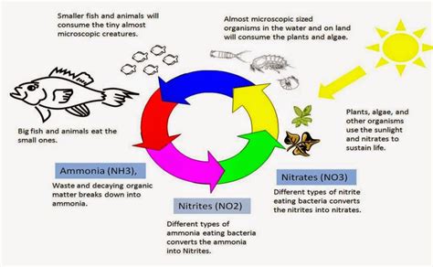 Mrs. Kannady's Classes: Week 6: Ecosystems and Energy Systems