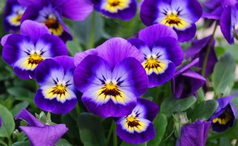 Birth Flowers: February - Violets & Primroses - Growing Family