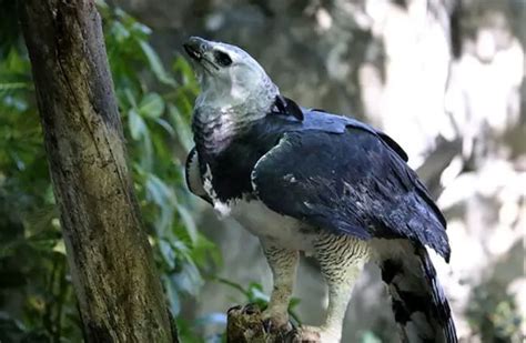 Harpy Eagle - Description, Habitat, Image, Diet, and Interesting Facts