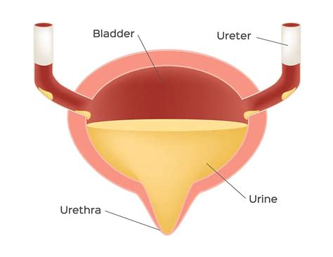 Anatomy Of Bladder Area