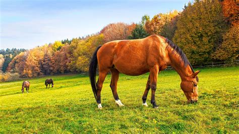 Autumn Horse Wallpapers - Top Free Autumn Horse Backgrounds - WallpaperAccess