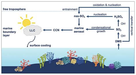 The Key Biotic Factors of Coral Reefs: Unlocking the Answer