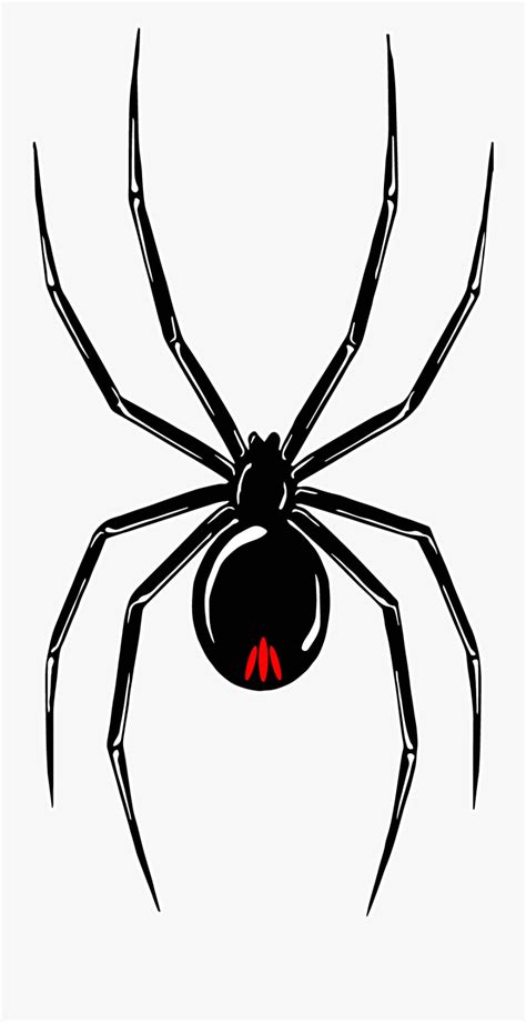 Black Widow Spider Drawing – NBKomputer