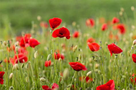 How to Grow and Care for Oriental Poppy