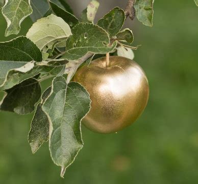 "Golden Apple" Images – Browse 3,365 Stock Photos, Vectors, and Video ...