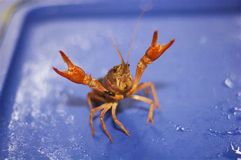 crawfish | trent roche | Flickr