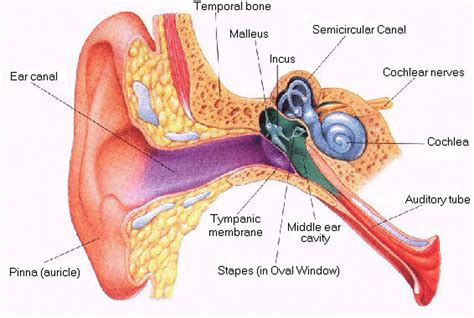 Ear Diagram Labeled Psychology