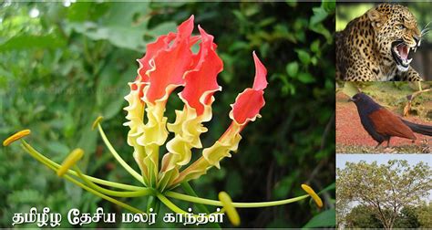 Tamil Nadu State Flowers Name In | Best Flower Site