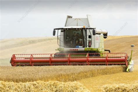 A farmer harvesting wheat - Stock Image - C024/2340 - Science Photo Library