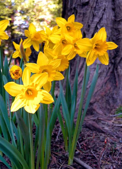 The Life of a Daffodil by Susan Campbell and Michele Martinez - UCCE ...