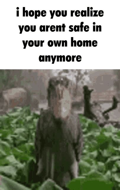 Shoebill GIF - Shoebill - Discover & Share GIFs