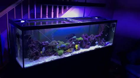 9 Guides To Setup And Maintain A Stunning Fish Tank: 125 Gallon Saltwater Fish Tank - Aquariumia