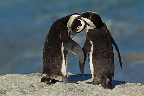 African Penguin Facts for Kids | Penguins | South Africa | Animals