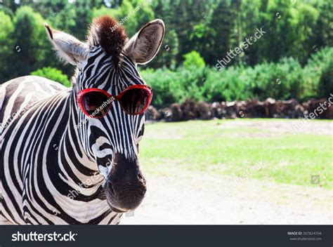 Zebra with glasses : 3 333 images, photos et images vectorielles de ...