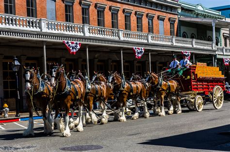 History Of The Budweiser Clydesdales - Image to u