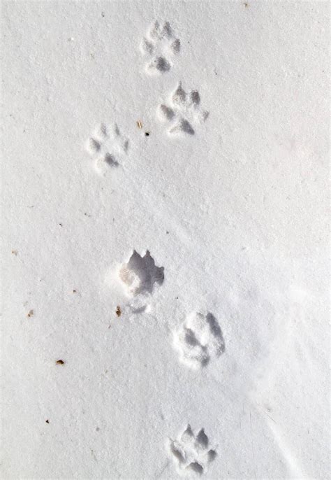 Fox Tracks: Identification Guide for Snow, Mud, and More - A-Z Animals