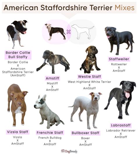 List of Popular American Staffordshire Terrier Mixes With Pictures