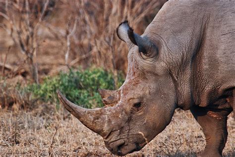brown rhinoceros, animal, animal photography, endangered, mammal, rhino, rhinoceros, wild | Piqsels