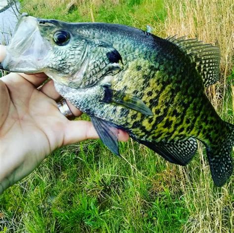 Black Crappie | Fishing Photo