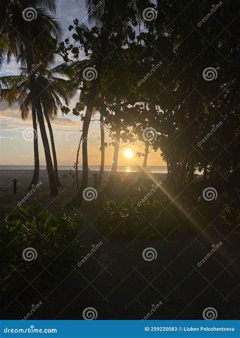 Maldives, Ocean, Sea, Beach, Palm Trees Stock Image - Image of turquoise, calm: 259220083