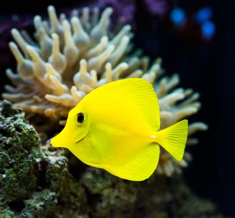 Yellow Tang | Saltwater aquarium fish, Yellow fish, Marine fish