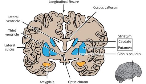 Brain Anatomy – Introduction to Neuroscience