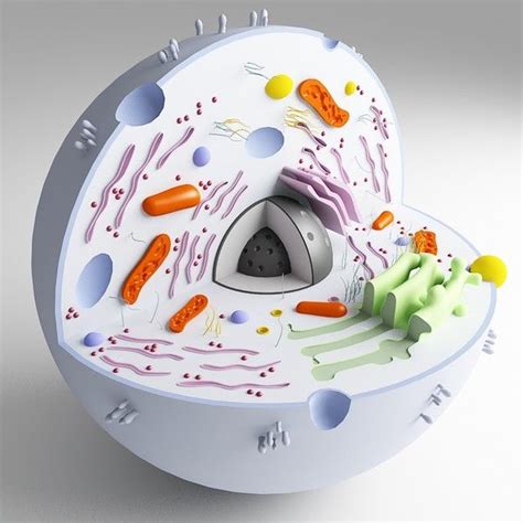 3d 3ds Biological Cell | Animal cell, Animal cells model, Animal cell project