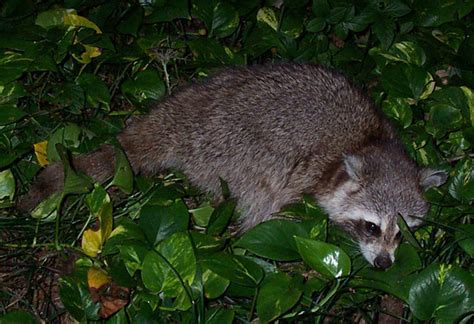 Are All Raccoons in North America Infected With Rabies?