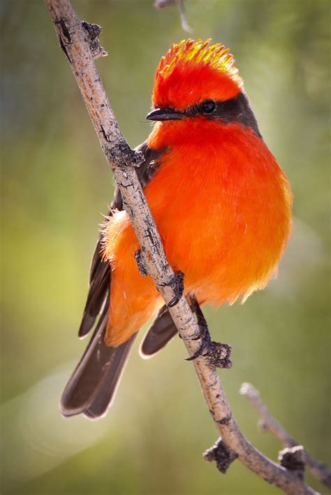 Feather Tailed Stories: Vermilion Flycatcher, Tucson