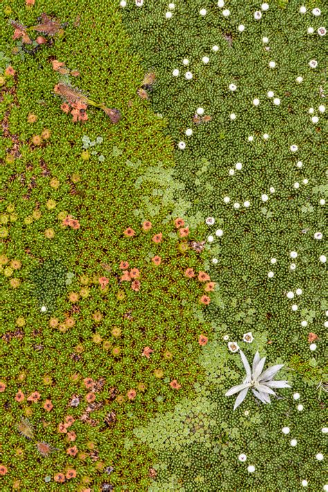 Photo of the month - The unity of cushion plants, Mount Field National Park - Nature Glenelg Trust