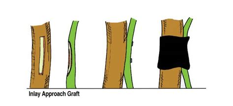 Grafting Types, Approach Grafting