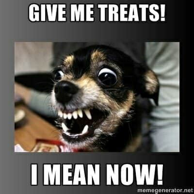 30+ Best Angry Dog Memes