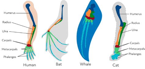 Homologous vs. Analogous Structures (Video)