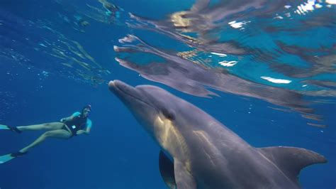 Dolphin and communication - YouTube