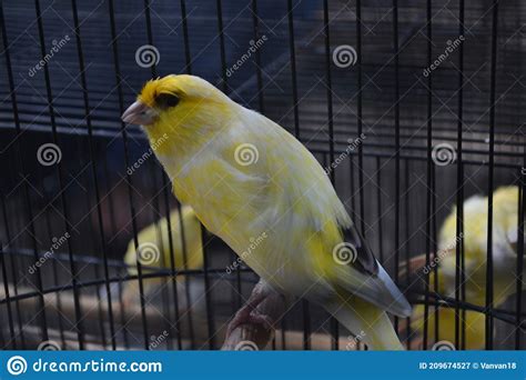 Small Parakeet with Yellow Feathered Inside the Cage. Sitting on the ...