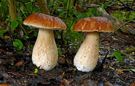 King Bolete (Boletus edulis) | This mushroom is known world-… | Flickr