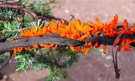 Rusts of Trees: Overview | Forest Pathology