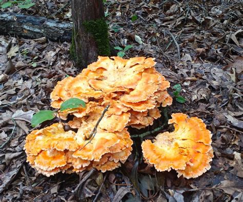 Chicken of the Woods Identification and Common Look-Alikes | tacticalusa.net