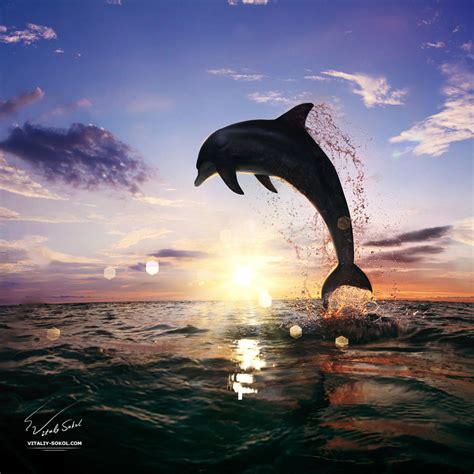 Beautiful-sunset-dolphin-jumping-130814 by Vitaly-Sokol on DeviantArt