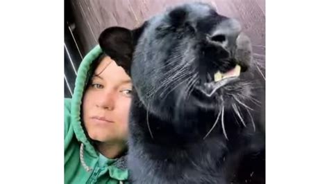 Russian woman accidentally raises black panther, thinking it's a cat ...