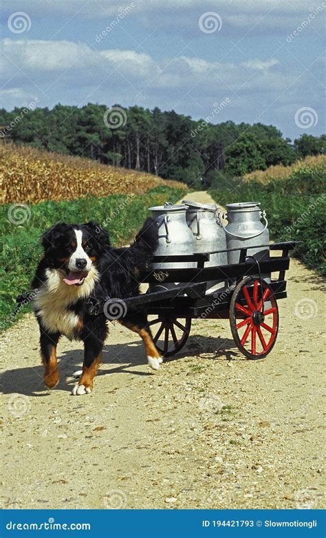 BERNESE MOUNTAIN DOG, ADULT PULLING a CART with MILK CHURN Stock Image - Image of milk, length ...