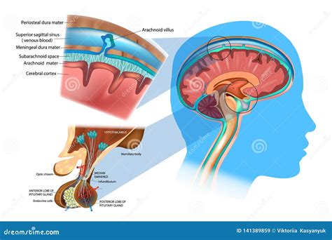 Anatomy of the Brain: Meninges, Hypothalamus and Anterior Pituitary. Stock Vector - Illustration ...