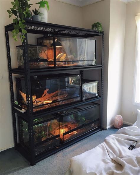 reptile rack setup – Animals Blog in 2024 | Reptile terrarium, Snake ...