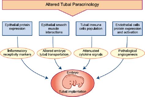 Figure 1 from The paracrinology of tubal ectopic pregnancy | Semantic ...