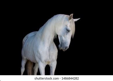 White Horse On Black Background Portrait Stock Photo 1486844282 | Shutterstock