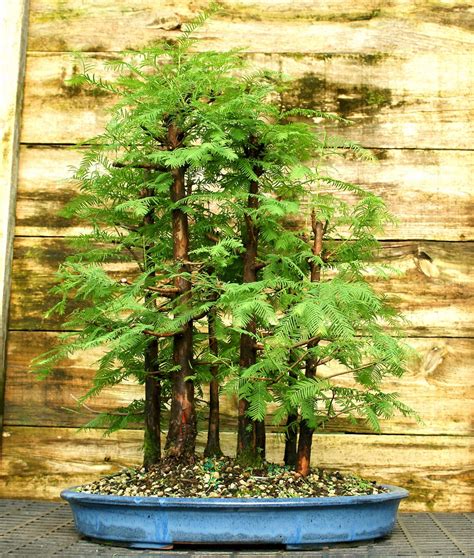 Bonsai Tree Dawn Redwood Grove 7 trees DRG7ST-713 | eBay | Bonsai tree, Bonsai trees for sale