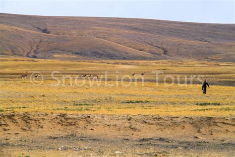 Qinghai Wildlife & Landscape | Qinghai Best Tour | SnowLion Tours