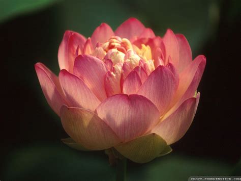 Red Lotus Flower Wallpapers - Wallpaper Cave