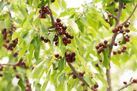 How to Grow and Care for a Bing Cherry Tree